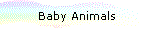 Baby Animals