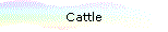 Cattle