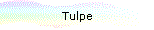 Tulpe