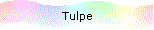 Tulpe